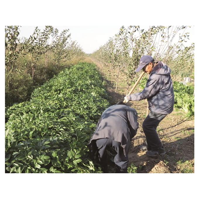 華仁種植基地